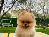 Teddy bear pomeranian yavruları