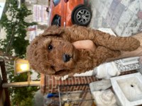 TOY POODLE RED BROWN YAVRUMUZ UYGUN SAHİPLENDİRİLECEKTİR
