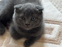 35 günlük sağlıklı erkek scottish fold bebişler