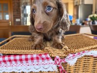 Birbirinden Güzel Dachshund Yavrularımız
