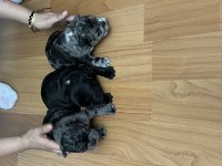 Dişi tecrübeli french bulldog