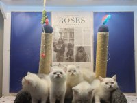BİBLO GİBİ BRİTİSH BEBEKLER ACELE EDEN KAZANIR