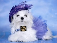 Maltese dişi yavrularımız