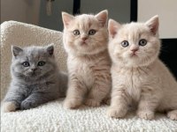 Orijinal British Shorthair Yavrular Veteriner Kontrollü
