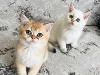 Dünyaca Ünlü Şecere Sahibi British Shorthair Yavrularımız