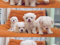 Beyaz maltipoo meleklerimiz yuvasını arıyor