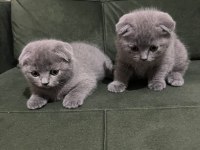 Scottish fold yavrularımız