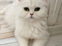 1 ve 2 yaşında Safkan British Longhair Dişi Kedilerim