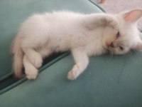 Yavru british shorthair