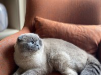 11 aylık yakışıklı scottish fold yeni yuvasını arıyor