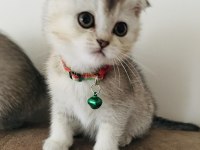 Scottish fold kedimizi sahiplendiriyoruz