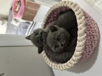 British shorthair kedimiz