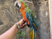 KONUŞAN HİBRİT RUBYGOLD MACAW