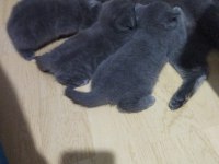 Temas delisi british shorthair miniklerim