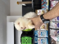 Pomeranian boo prensesimiz
