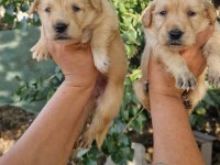 Baby face orjinal golden yavrular