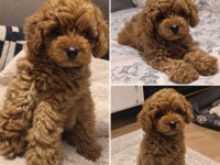 2 Aylık Erkek Teacup Poodle Kızıl Tüy