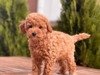 Toy Poodle Yavrular