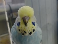 Show jumbo muhabbet kuşu