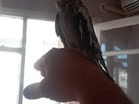 Ele alışık pied grey lutino sultanlar el besleme