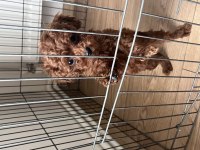 OYUNCAK BOY SAF KORE TOY POODLE BEBEKLERİMİZ