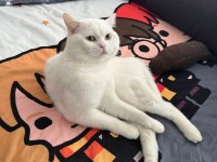 Ücretsiz Sahiplendirme Kedimiz