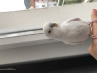 Albino Muhabbet Kuşu