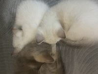 Minnak kedilerim