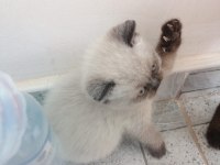 Tek kardeş olan british shorthair kızımız cocoy