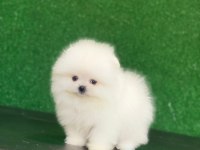 Pomeranian boo köpekleri