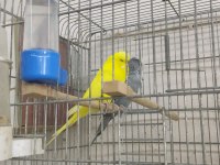 Jumbo muhabbet
