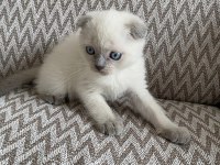 2 aylık mama ve WC eğitimli Blue Point Scottish Fold