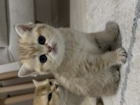 British Shorthair NY12 GOLDEN