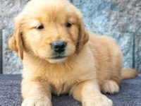 2 Aylık Oynak Golden Retriever Yavrularım
