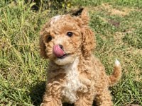 MİNİ BOY ERKEK MALTİPOO