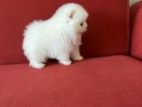 POMERANİAN BOO