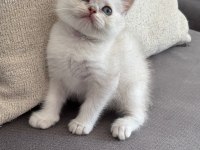 8 Haftalık British Shorthair Dişi Yavrumuz Yuva Arıyor