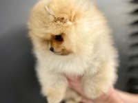 TEDDY BEAR POMERANİAN YAVRULARI