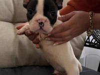 SAFKAN FRENCH BULLDOG BEBİŞLER YENİ AİLELERİNİ BEKLİYOR