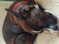 Köpeğime yuva arıyorum acil lütfen acil