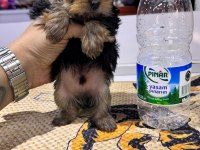 TEA CUP YORKSHİRE (KÜTAHYA EXUMA PET CENTER)