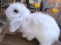 HOLLANDA TEDDY LOP TAVŞANI DİŞİ VE ERKEK