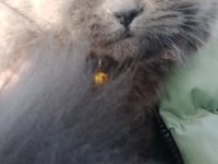 İhtiyaçtan veriyorum british longhair