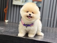 SAĞLIK VE IRK GARANTİLİ POMERANİAN KÖPEĞİ