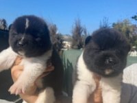 Üretim Çiftliğimizden Akita Yavrularımız