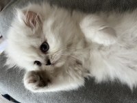 Safkan mavi gözlü erkek yavru british longhair