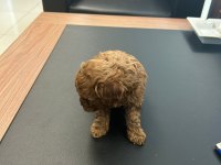 TOY POODLE RED BROWN