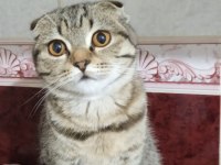 9 aylık dişi ücretsiz scottish fold sahiplendirme