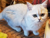 Kedimiz Sindirella (Cindy) Acil Sahibini Bekliyor