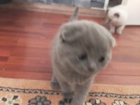 Scottish fold blue point